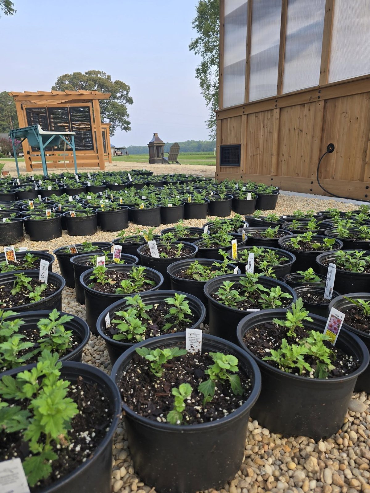 Rows of potted plants on the gravel outside the Patch of Thyme greenhouse in Kenly, NC
